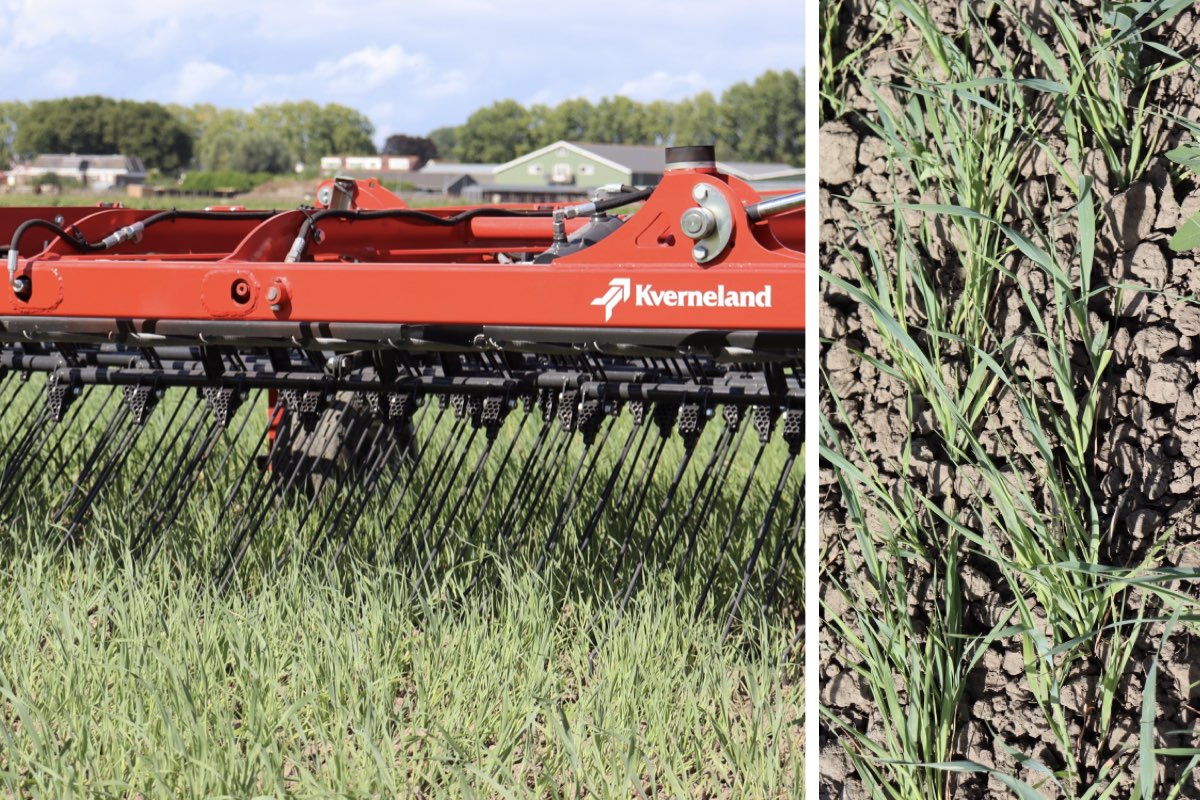 Il nuovo erpice strigliatore Arcadia di Kverneland gestisce le infestanti tra le file e migliora la struttura superficiale del terreno